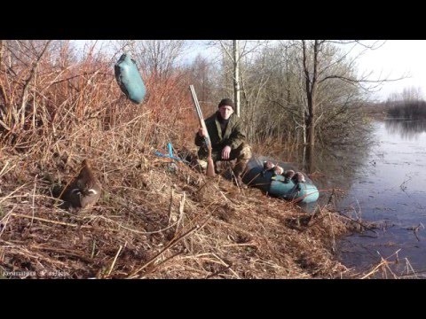 Видео: Весенняя охота на селезня с подсадной уткой.12.