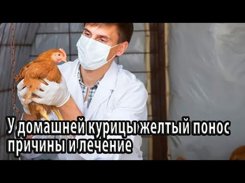 Видео: У домашней курицы желтый понос причины, лечение, профилактические меры