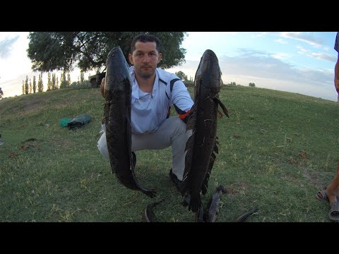 Видео: Летний змееголов Кыргызстана