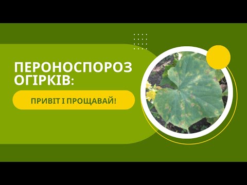 Видео: Як зупинити пероноспороз на огірках: мій експеримент