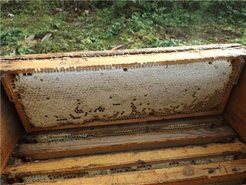 Видео: ошибки пчеловода - сборка гнезда на зиму у пчел