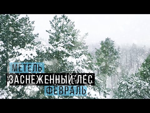 Видео: Зимний лес Тольятти / Снежная зима 2022 / Опять метель