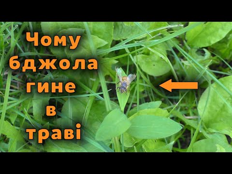 Видео: Чому бджоли повзають в траві, і не можуть злетіти?