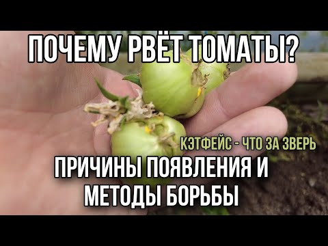 Видео: Томаты рвет, уродливые плоды. Что делать?