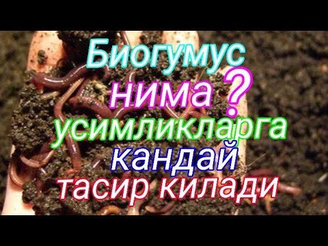 Видео: Биогумус нима ? Хакикатдан хам усимликларга минирал угитлардан яхши тасир киладими ?