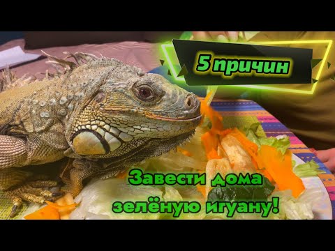 Видео: 5 причин завести  игуану !