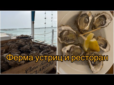 Видео: Экскурсия на устричную ферму Испании 🦪🇪🇸.