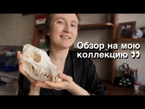 Видео: Обзор на мою коллекцию черепов / показываю кости и рассказываю истории / знакомимся с вами поближе