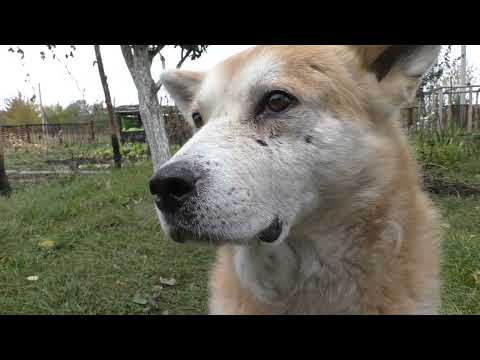 Видео: 😉😍Поговорили .. упросили  нашего  зайчика 😂 нашу рыбку ..🤣 #собака