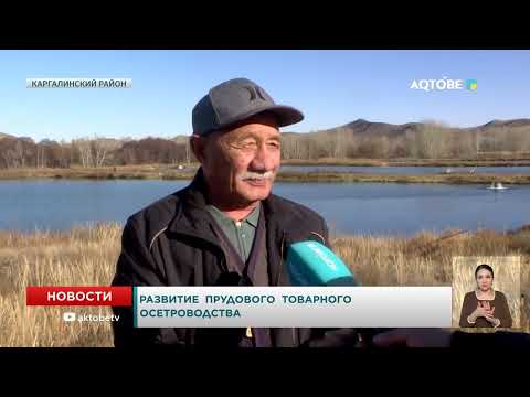 Видео: Развитие прудового товарного осетроводства
