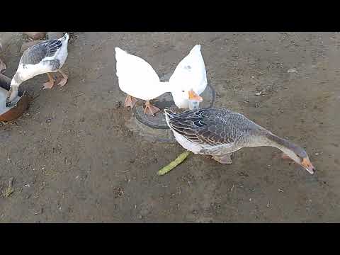 Видео: 25 октября , чуть чуть о ценах 