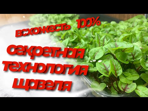Видео: Как вырастить щавель бейби листья? Щавель кровавая мери! Микрозелень бизнес! Всхожесть 100%!