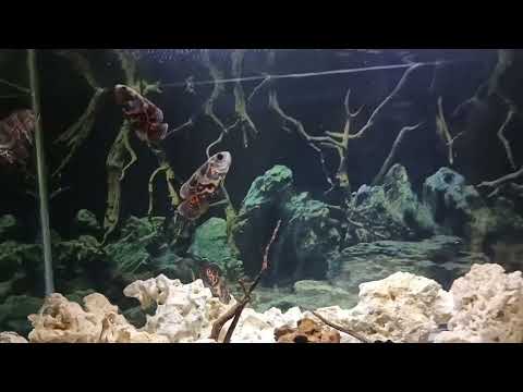 Видео: Наблюдаем за рыбками под великолепное адажио