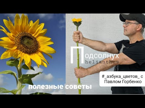 Видео: Подсолнух. Полезные советы о цветах