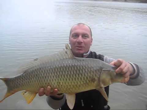 Видео: Риболов на трофеини шарани април Ванката