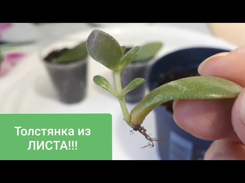 Видео: ТОЛСТЯНКА! Размножение Листом!