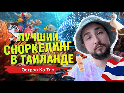 Видео: Ко Тао: Лучший Сноркелинг в Таиланде, Уединенные Пляжи с Коралловыми Рифами Прямо у Берега