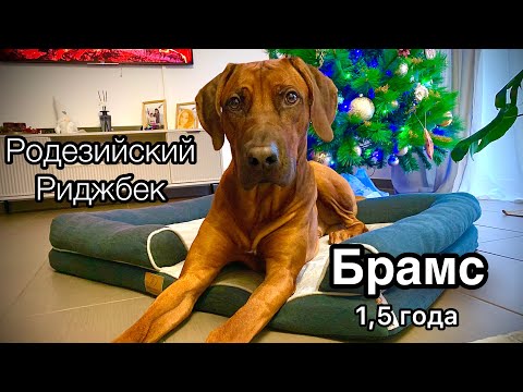 Видео: Подросток Родезийского Риджбека в германии…нам 1,5 года…