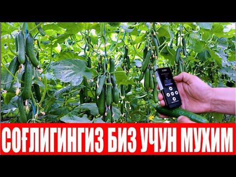 Видео: БОДРИНГ РЕБЕЛ F1 ҲАҚИДА ТАЖРИБАЛИ АГРОНОМ ФИКРИ (Cucumber Rebel F1-Sakata)