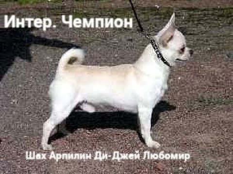 Видео: #ГЕНЕТИКА собак #СЕЛЕКЦИЯ #чихуахуа 09/03/24 #купитьчихуахуа 89215950848 #buypuppysellchihua #продаю