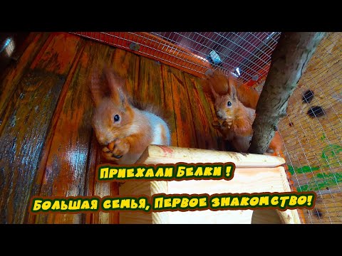 Видео: Приехала большая семья домашних белок//первое знакомство, адаптация и кормление бельчат