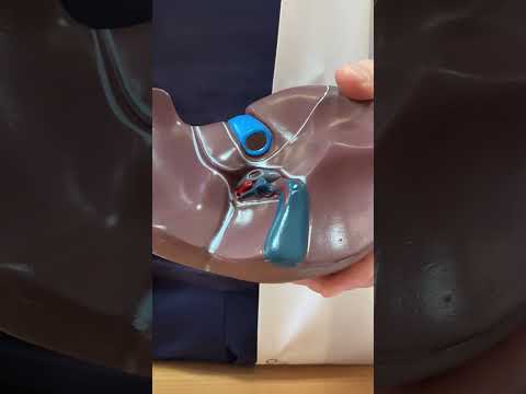 Видео: Пищеварительная система ч.11. Печень:строение, топография, функции. Желчевыводящие пути