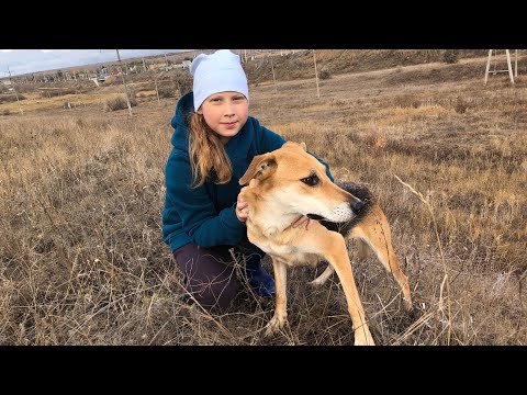 Видео: "Хитрая Лиса на открытии" Охота в Саратовской области