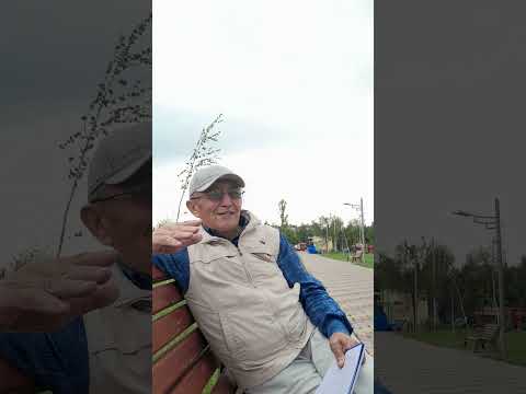 Видео: Дүйшөн Керимов: Курултай Лидери кайда? Канкор Үмөталы ким?