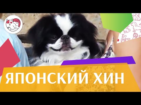 Видео: Японский хин на ilikepet. Особенности породы, уход