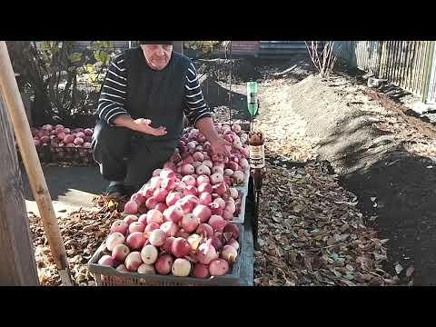 Видео: Яблоки замерзают! Дача в Тольятти 30.09.25
