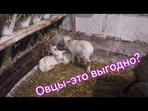 Видео: Выгодно ли содержать овец. Жизнь в деревне.