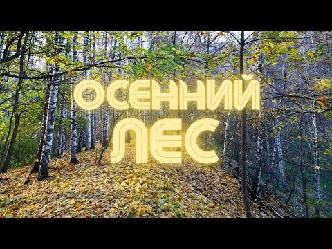 Видео: Осенний лес - фотогалерея