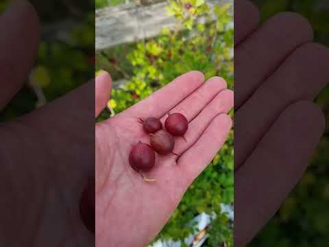 Видео: #аґрус Дарлінг та Червоно-зелений