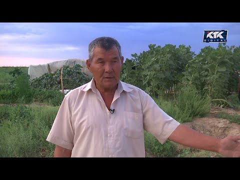 Видео: Маңдай тер: Қарбыз