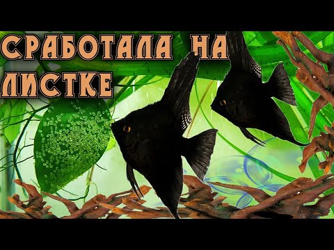 Видео: Плотная кладка икры Черных Скалярий на разводне аквариумных рыб