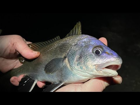 Видео: Горбыли,скорпены,ставридка. Ночная береговая рыбалка. Чёрное море. Ялта. Октябрь 2024.