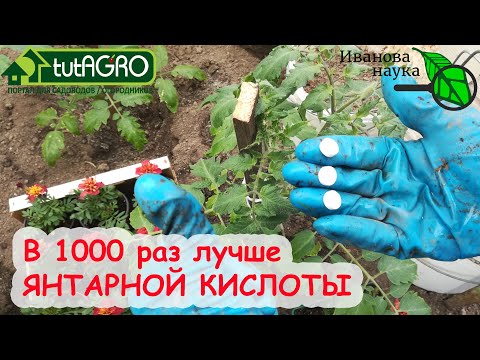 Видео: ОГУРЦЫ и ТОМАТЫ НЕ РАСТУТ? Даже ХИЛЫЕ пойдут в рост! Рецепт домашней салицилово-дрожжевой подкормки.