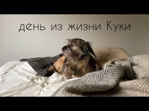 Видео: как дела у Куки? первый месяц дома