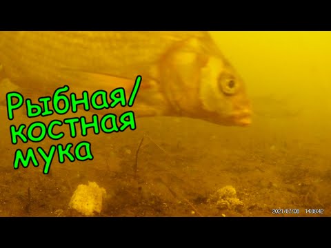 Видео: Реакция рыбы на РЫБНУЮ и КОСТНУЮ муку. Подводная съемка рыбалки. Карп, лещ, плотва, карась.