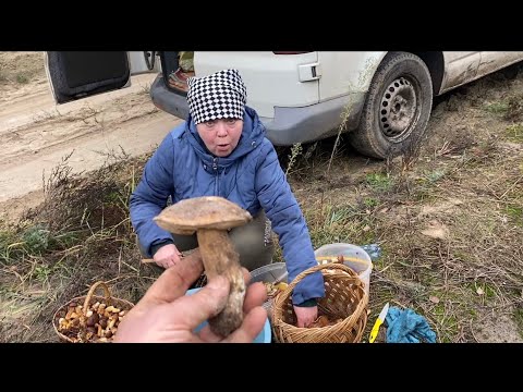 Видео: Вот это урожай,от такого поиска просто забываешь обо всем! Грибов 🍄‍🟫 хоть коси,а в конце просто шок