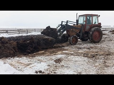 Видео: Выгрузка навоза на двух ЮМЗ