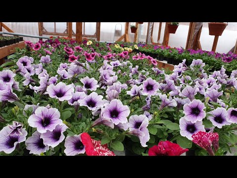 Видео: ПОГИБАЕТ ЧЕРЕНОК ВЕГЕТАТИВНОЙ ПЕТУНИИ , СПАСАЕМ СИТУАЦИЮ .