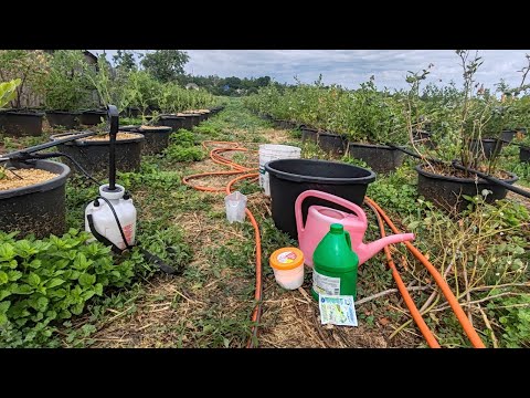 Видео: ‼️РЕАНИМАЦИЯ МОЛОДОЙ ПОСАДКИ ГОЛУБИКИ🫐МУРАВЬИ🐜⛔🤦🏼‍♀️