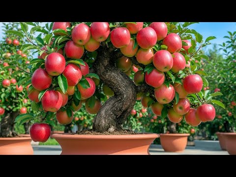 Видео: Методы обрезки и прививки яблонь / Методы получения МАКСИМАЛЬНОГО урожая яблок и бананов