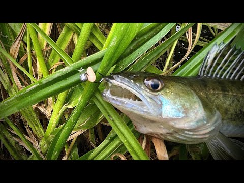 Видео: Рыбалка на Мормышинг в Июне. Резвые Окуни и агрессивный Судак на микрушинг. Ультралайт.