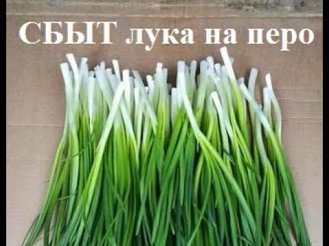 Видео: Куда и как продать лук на перо. Сбыт лука на перо. Все о сбыте лука на перо!!!