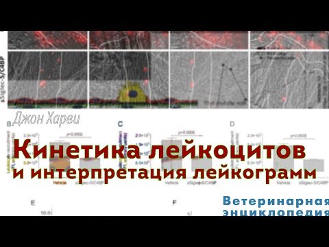 Видео: Кинетика лейкоцитов и интерпретация лейкограмм