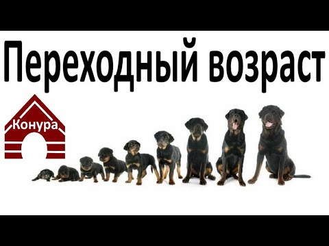 Видео: Переходный возраст у собаки / чем это грозит