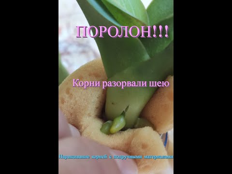 Видео: ПОРОЛОН 😳!!! ⚡Корни разорвали⚡ шею у орхидеи. Наращивание корней при помощи подручных материалов.