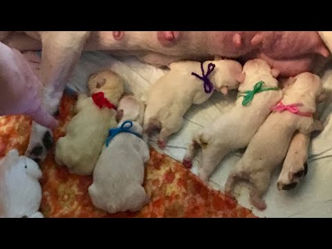 Видео: Контрольный список: будьте готовы к появлению прекрасных щенков